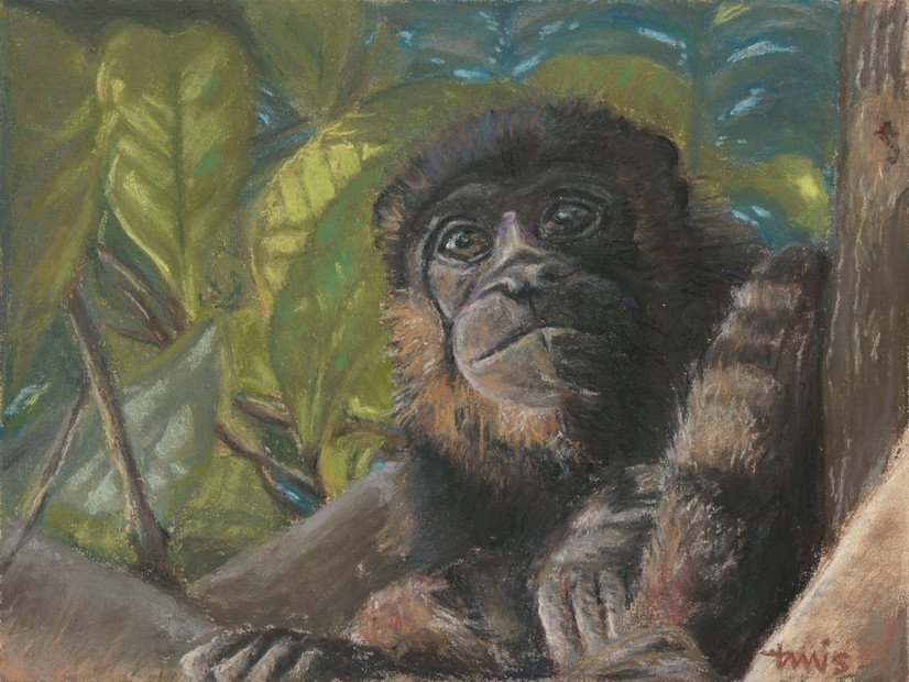 Pastel painting of Costa Rican howler monkey known as congo mongo in Spanish.